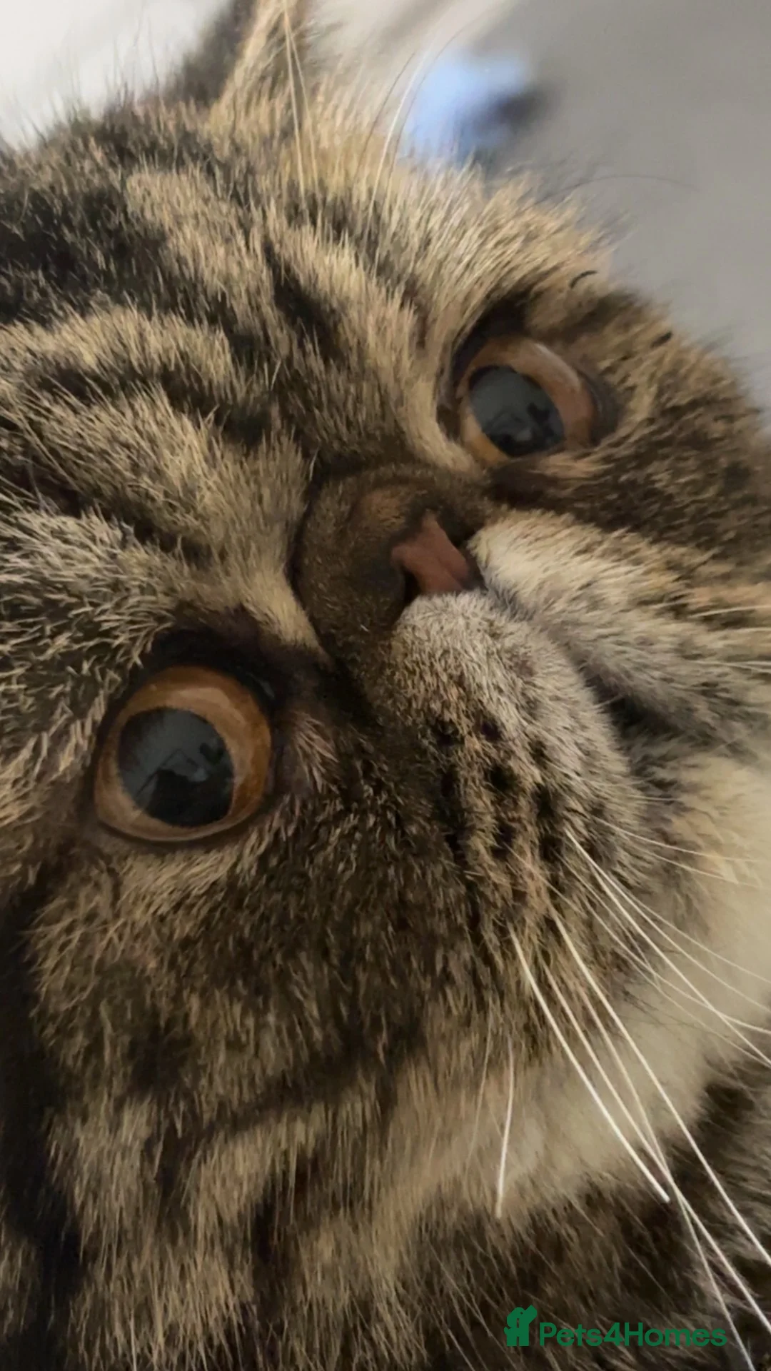 Exotic cats for sale: Exotic short hair tabby  in Bradford - Advert 2