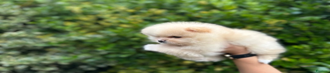Pomeranian Puppy 1 Light Cream / Pale Beige