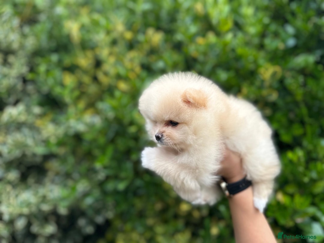 Pomeranian dogs for sale: Tiny Pomeranian Girls – Champion Bloodlines - Image 6
