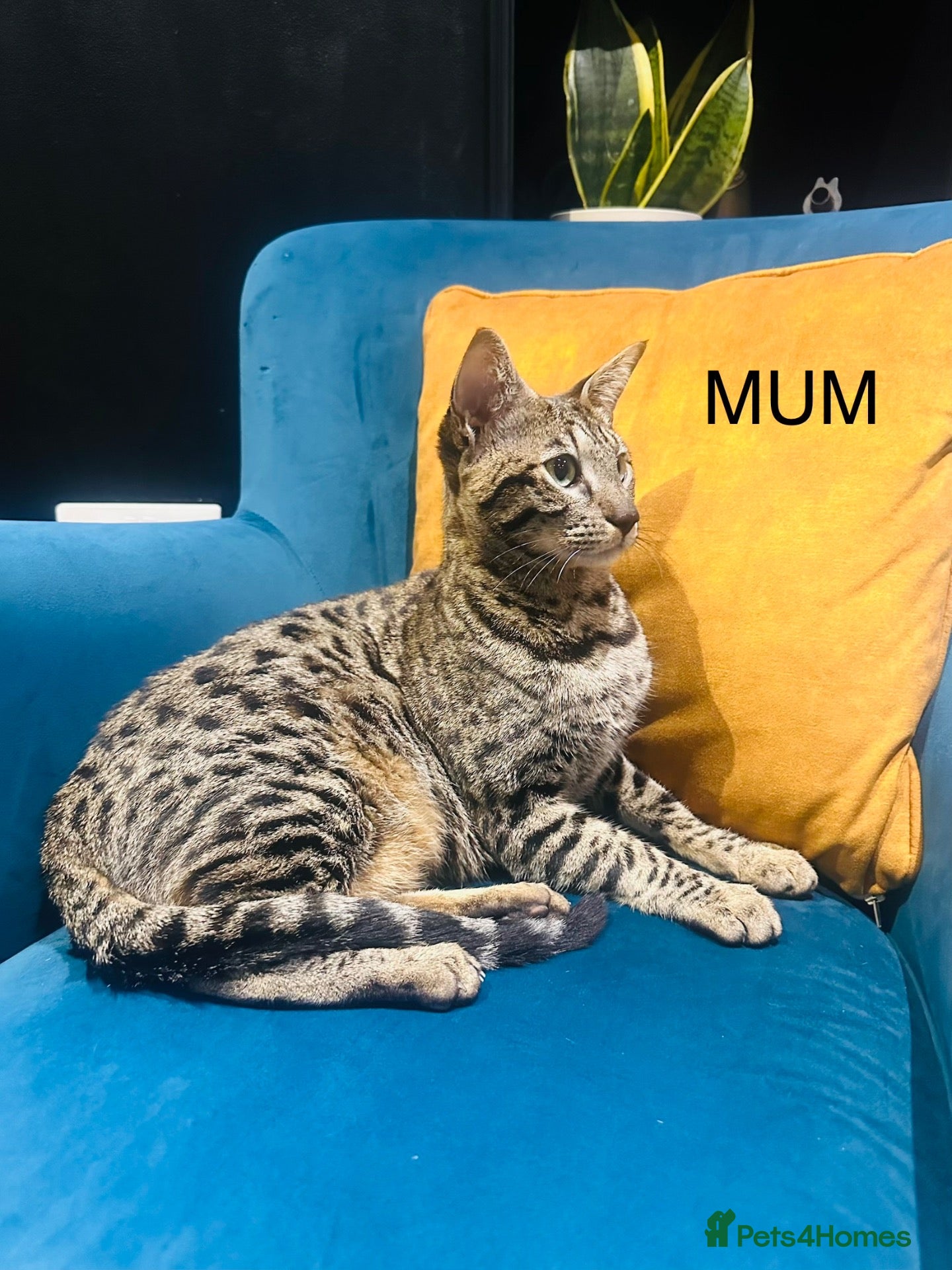 Savannah cats F5 Savannah girl and boy kittens  - Advert 1