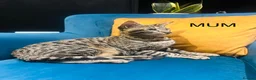 Savannah cats for sale: F5 Savannah girl and boy kittens  in Bradford - Advert 10