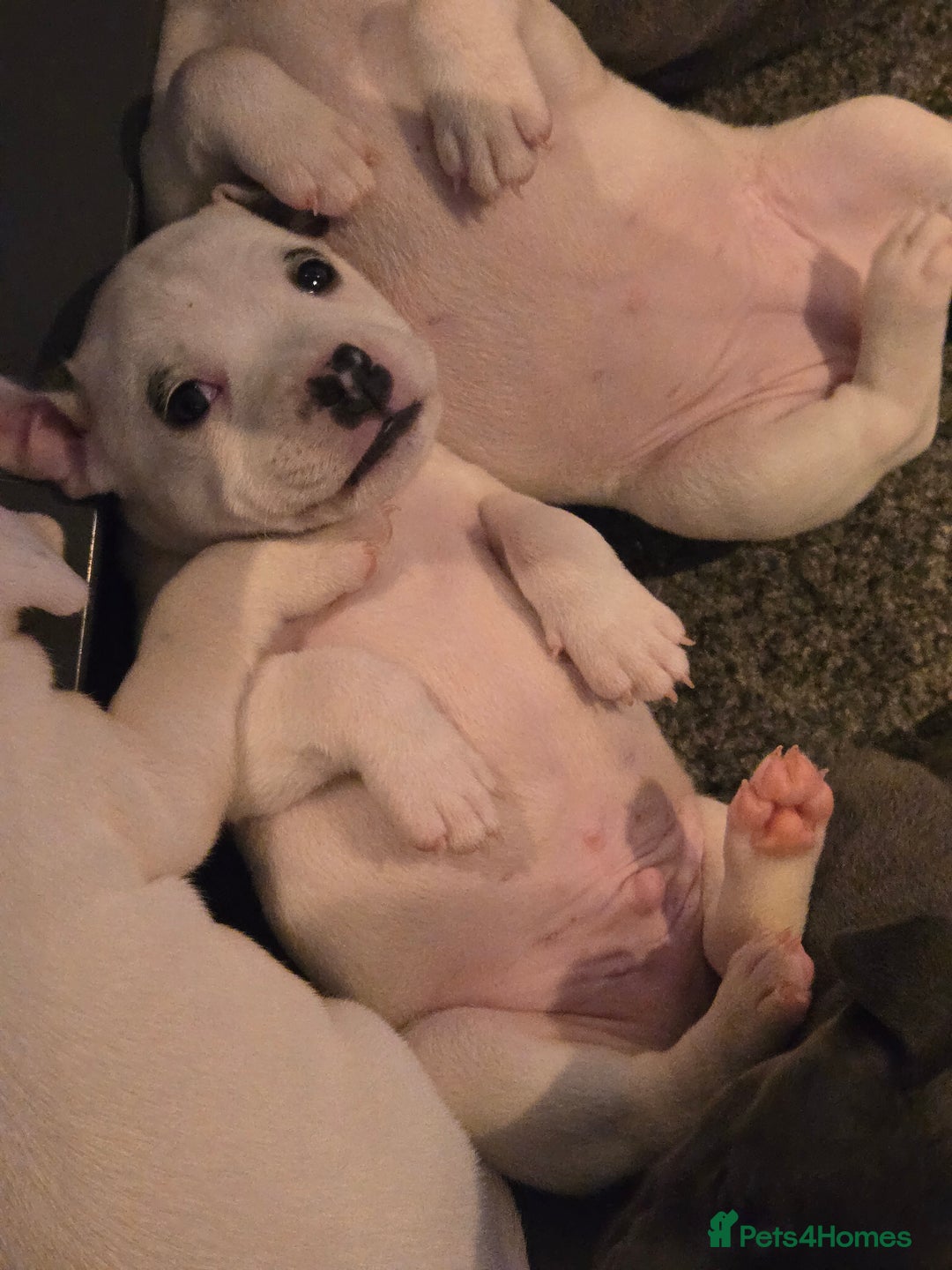 Staffordshire Bull Terrier dogs for sale: VERY RARE WHITE BLUE PIED & BLUE/WHITE SBT'S - Image 13
