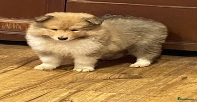 Rough Collie dogs Sable and white KC registered puppies - Advert 4