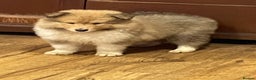 Rough Collie dogs for sale: Sable and white KC registered puppies - Advert 3
