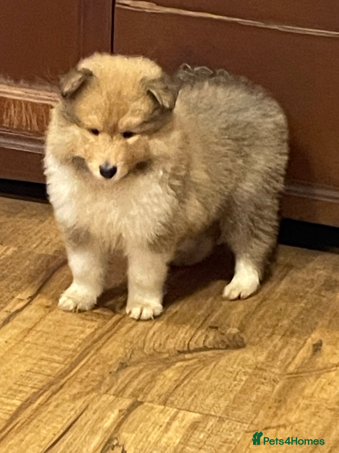 Rough Collie dogs for sale: Sable and white KC registered puppies - Advert 3