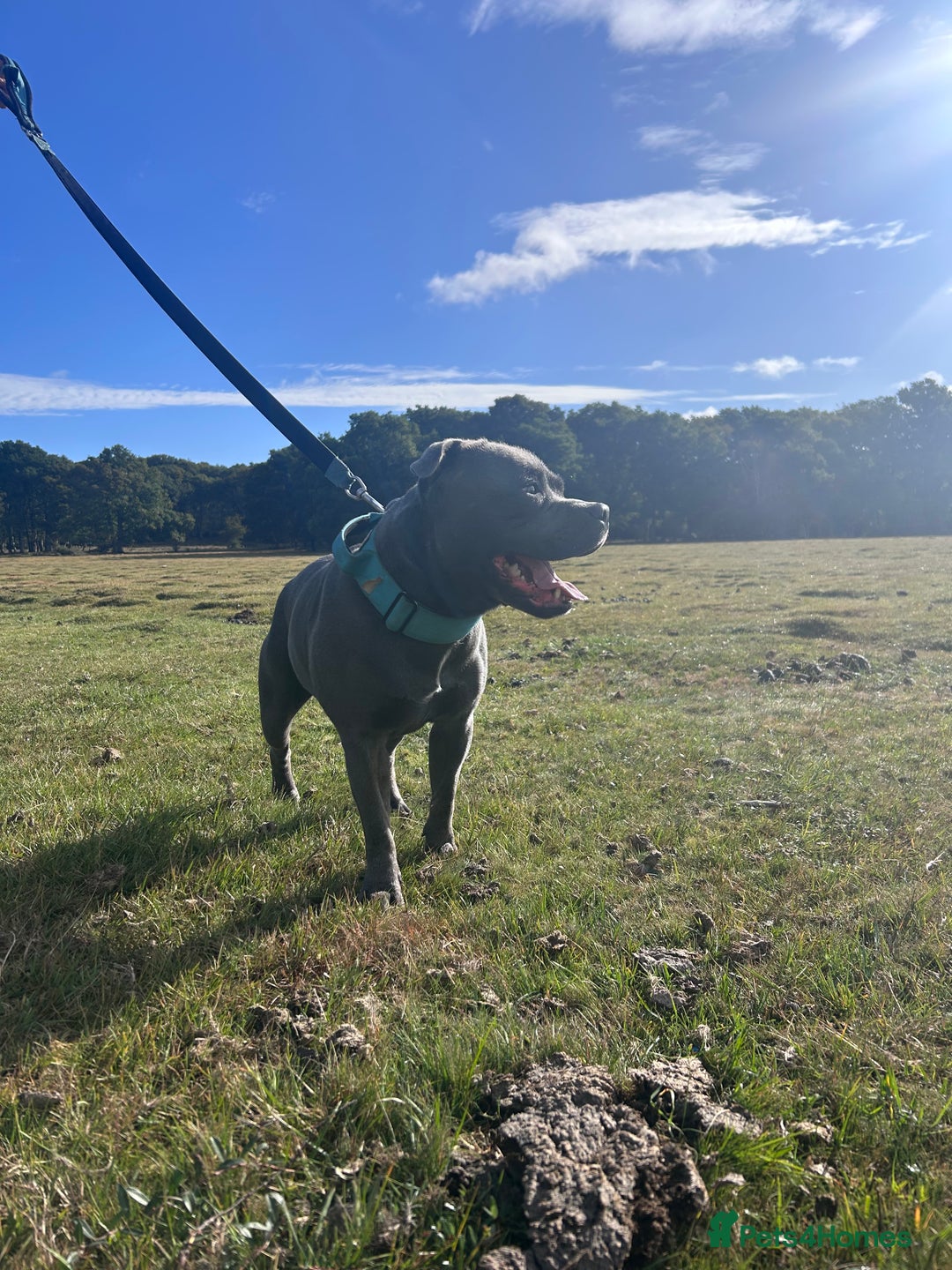 Staffordshire Bull Terrier dogs for stud: KENZDUO TAGLIATELLE -VINNY UP FOR STUD  in Abingdon - Advert 2
