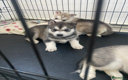 Siberian Husky dogs for sale: Full breed husky puppies - Image 3