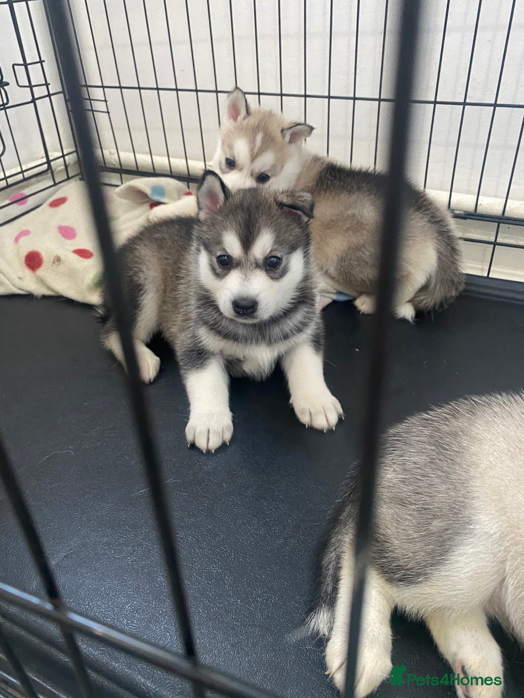 Siberian Husky dogs for sale: Full breed husky puppies - Image 3