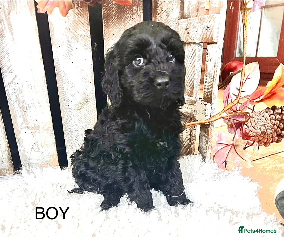 Cockapoo dogs for sale: Quality Cockapoo Puppies Blue Merle / Golden  - Advert 22
