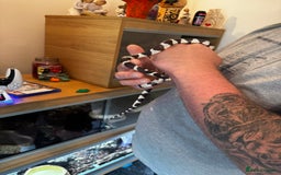 Boa Snake reptiles for sale: Boa, royal and a California king snake for sale  - Image 17