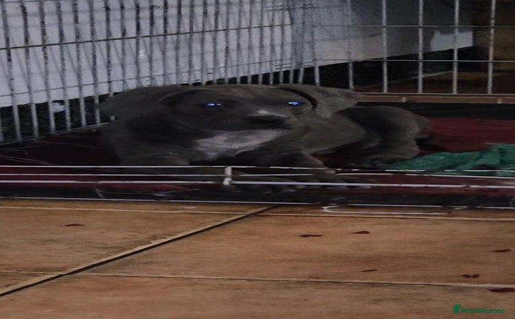 Cane Corso dogs - Advert 13