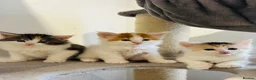 Maine Coon cats for sale: Maine coon kittens  - Advert 18