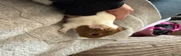 Guinea Pig rodents for sale: 5 x boars two ready now all teddy x calis - Advert 8