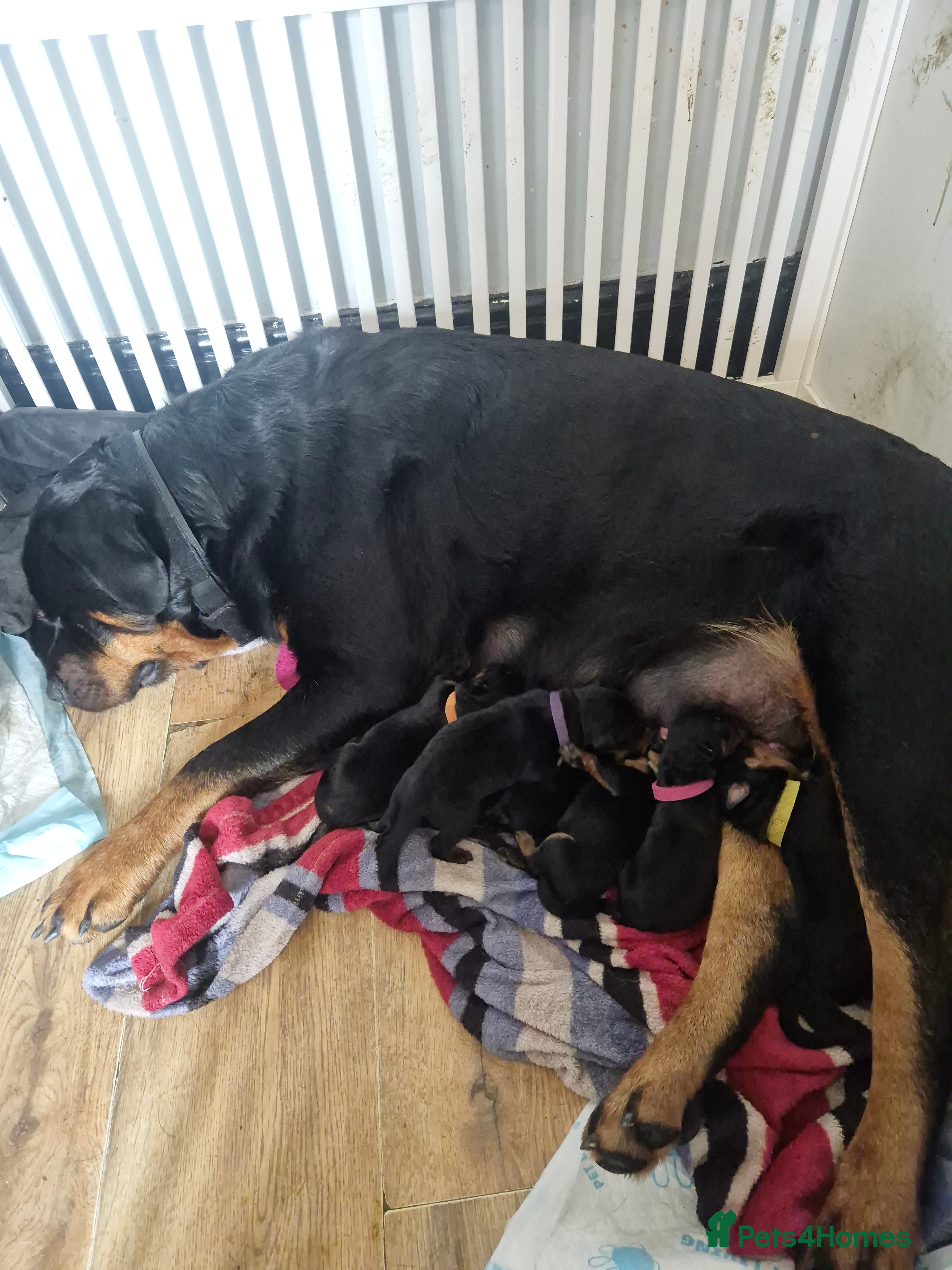Rottweiler dogs Beautiful Chunky Rottweiler Puppies for Sale - Advert 1