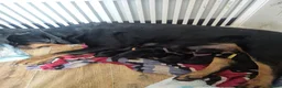 Rottweiler dogs for sale: Beautiful Chunky Rottweiler Puppies for Sale - Advert 6