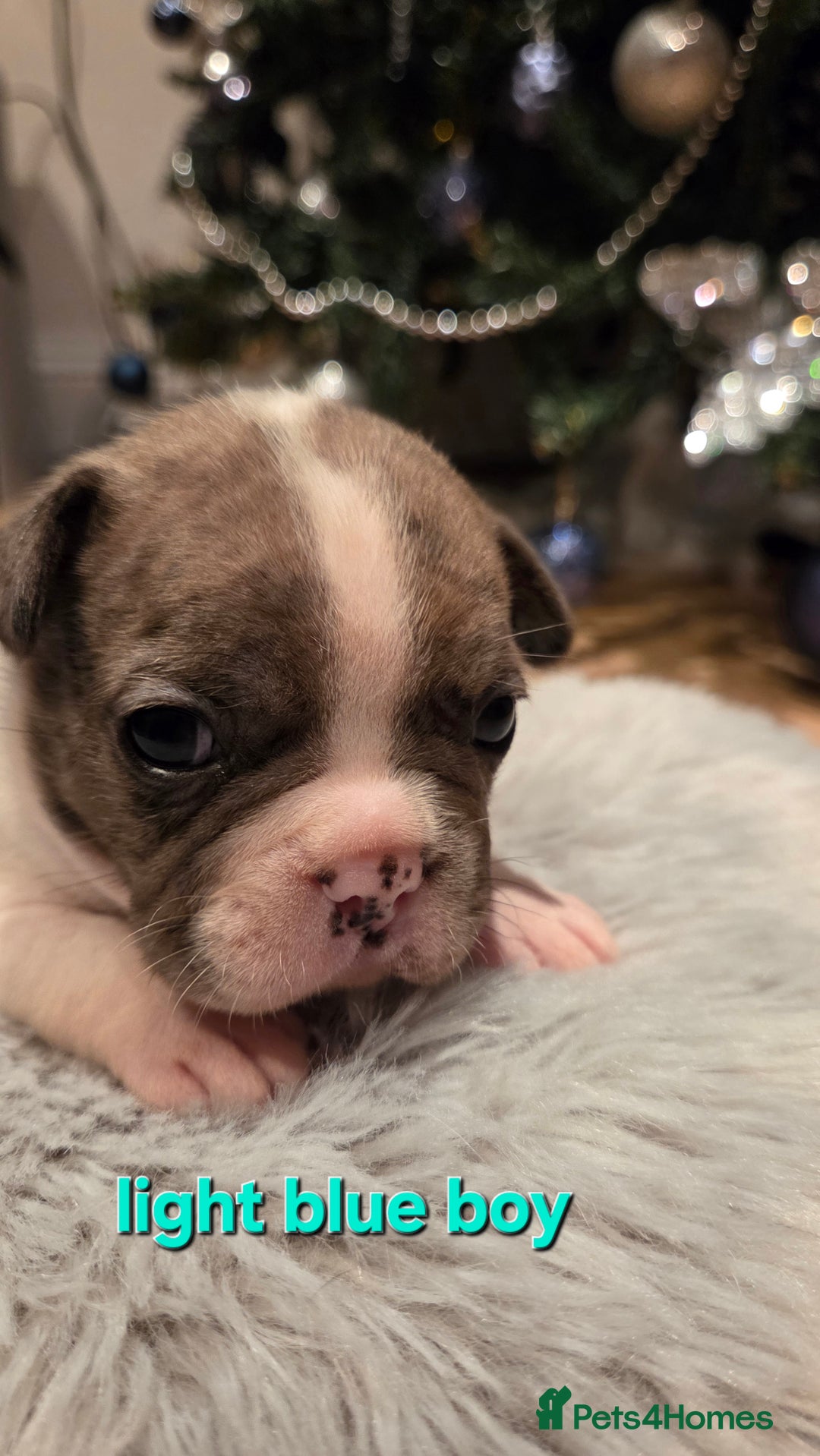 French Bulldog dogs for sale: Adorable French Bulldog puppies  - Advert 13