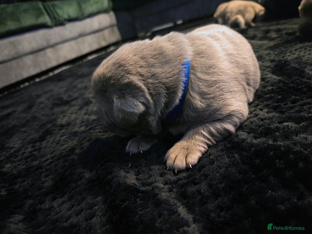 Labrador Retriever dogs for sale: Silver Labrador puppies  - Advert 10