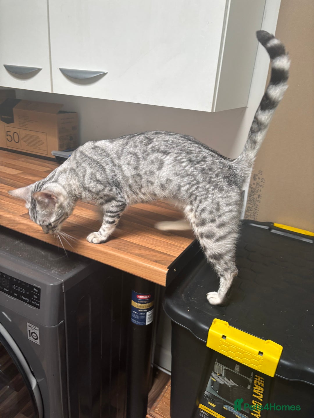 Bengal cats for sale: Beautiful Silver Bengal Girl - Image 6