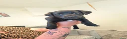 Mixed Breed dogs for sale: Patterdale terrier puppies  - Advert 8
