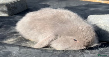 Mini Lop rabbits in Coalville - Advert 12