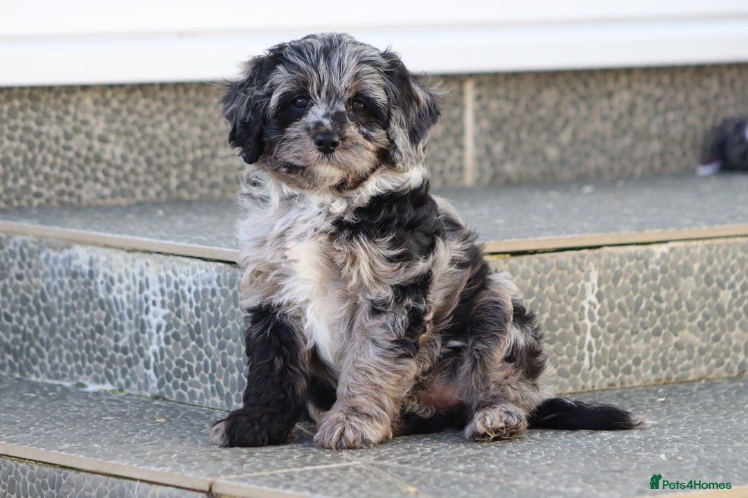 Cavapoo dogs for sale: Beautiful Cavapoochons for sale  - Image 13