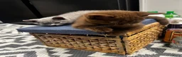 British Shorthair cats for sale: British Shorthair Kittens – Grey Girl & Brown Boy - Advert 10