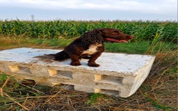 Cocker Spaniel dogs for stud: Working cocker spaniel for stud.  - Image 4
