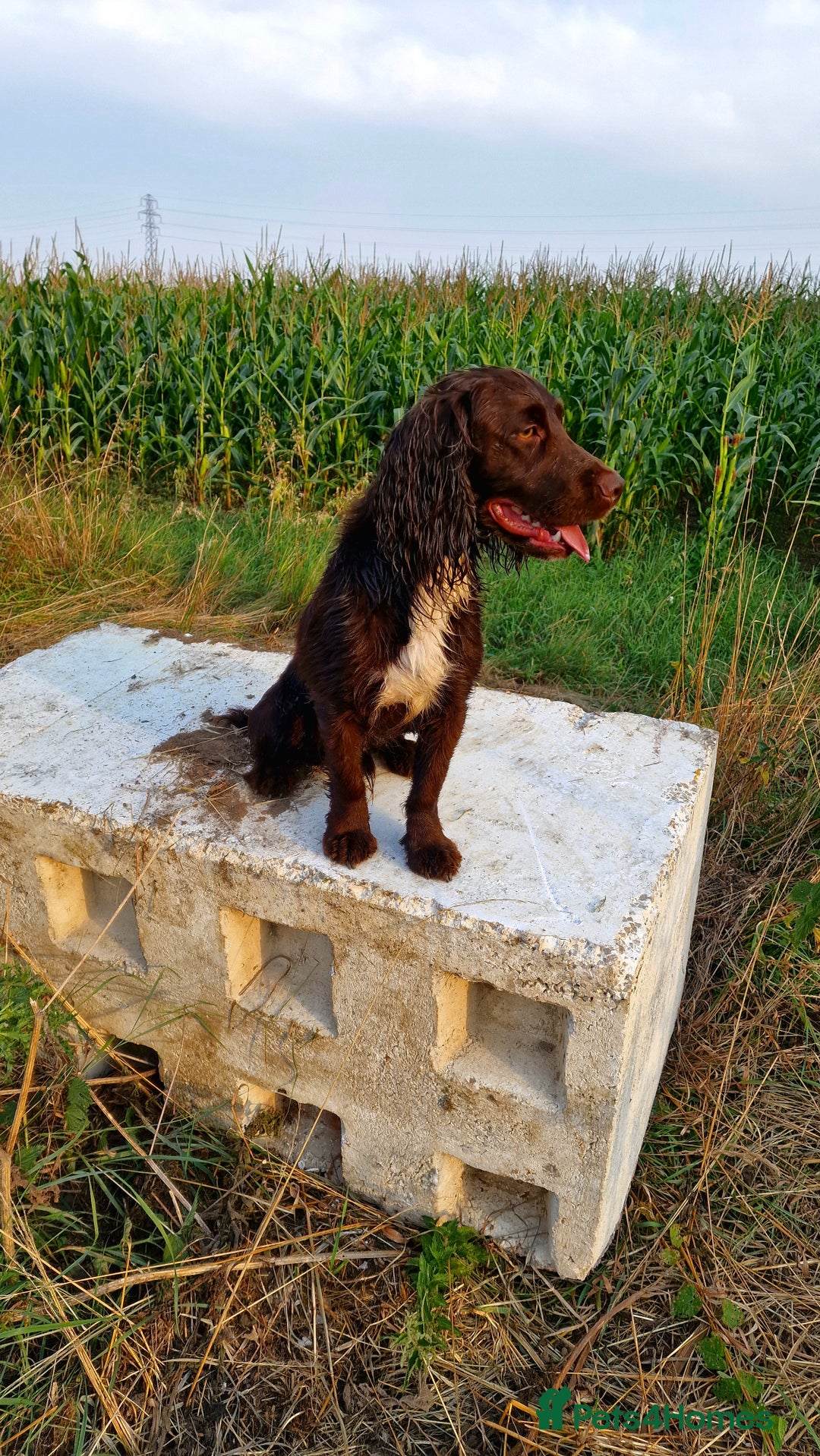 Cocker Spaniel dogs for stud: Working cocker spaniel for stud.  - Image 4
