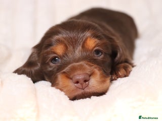 Miniature Dachshund dogs Exceptional miniature longhaired dachshunds - Advert 17
