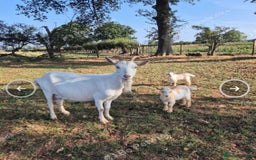 Goats livestock for sale: Family group!!!! - Image 1