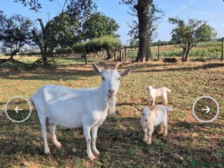 Goats livestock - Advert 3