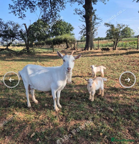 Goats livestock - Advert 1