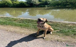Mixed Breed dogs for sale: Beautiful saluki x greyhound for adoption - Image 10