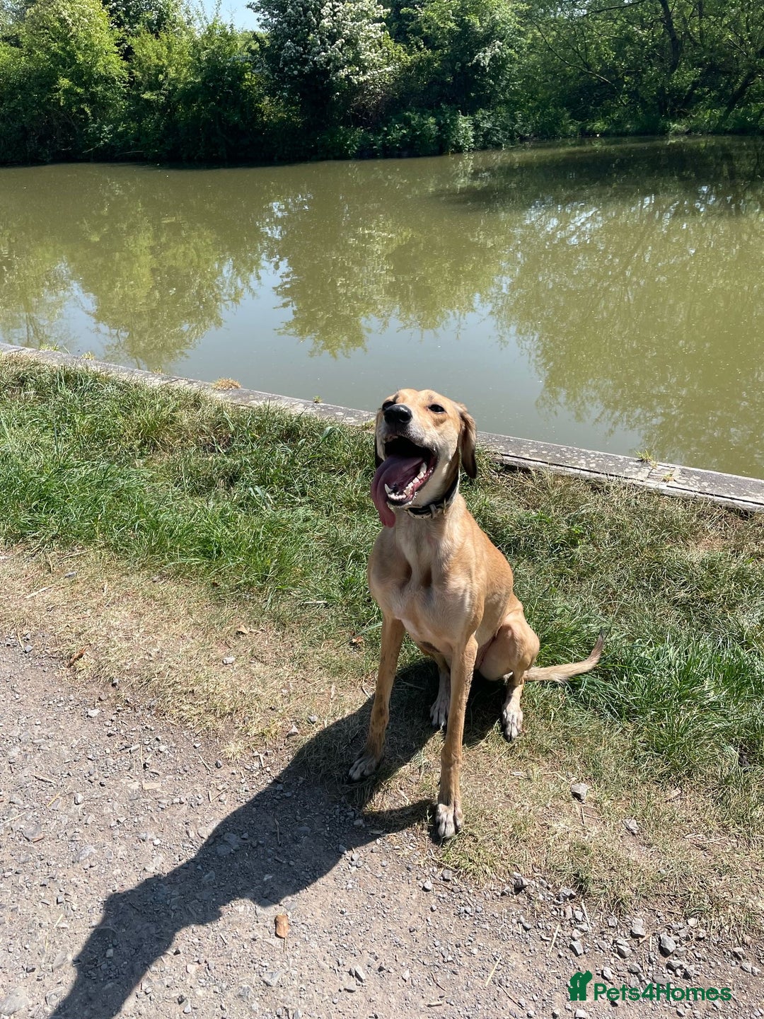 Mixed Breed dogs for sale: Beautiful saluki x greyhound for adoption - Image 10