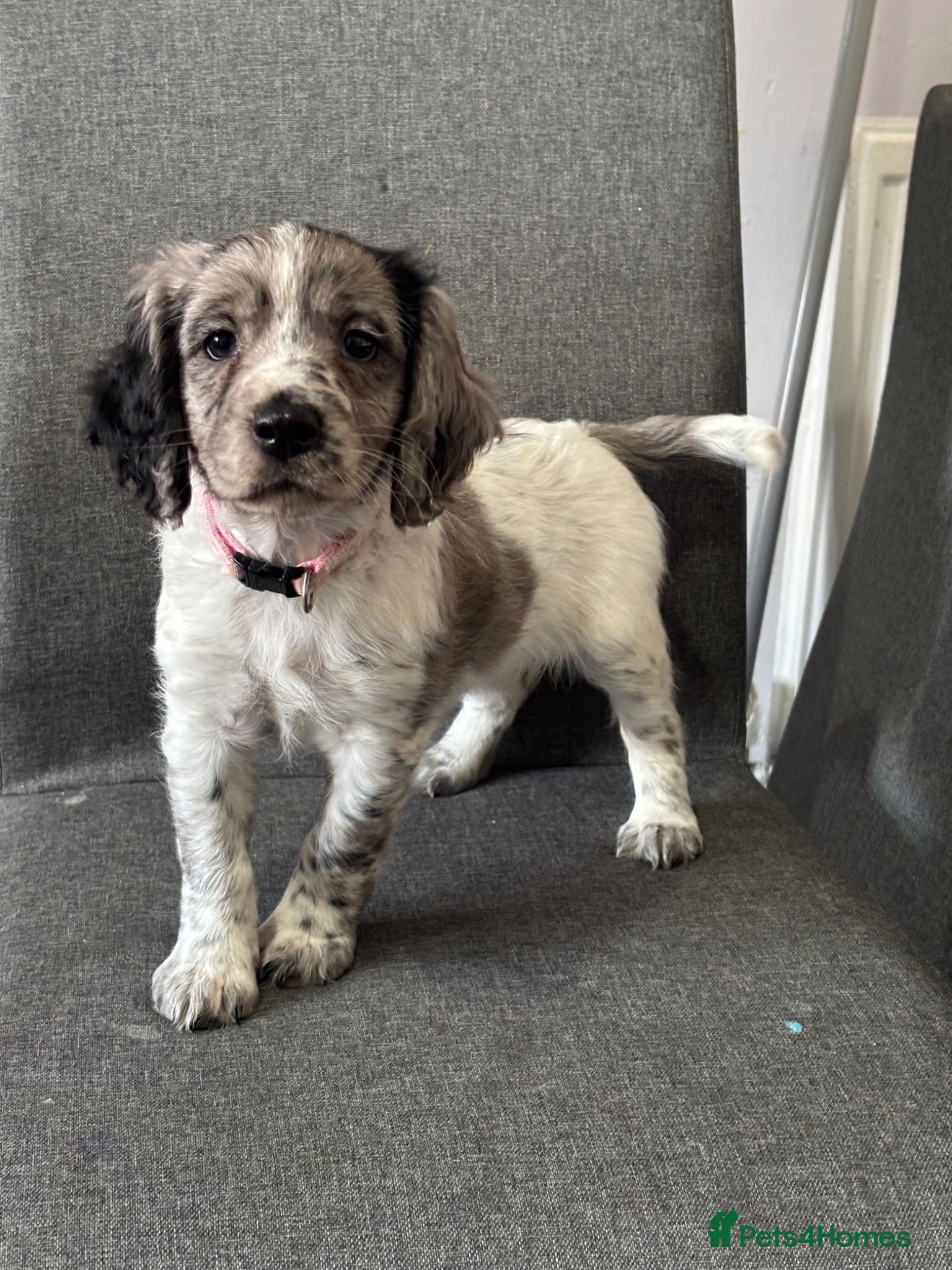 Mixed Breed dogs Ready now ❤️ 2 girl left ❤️  - Advert 1