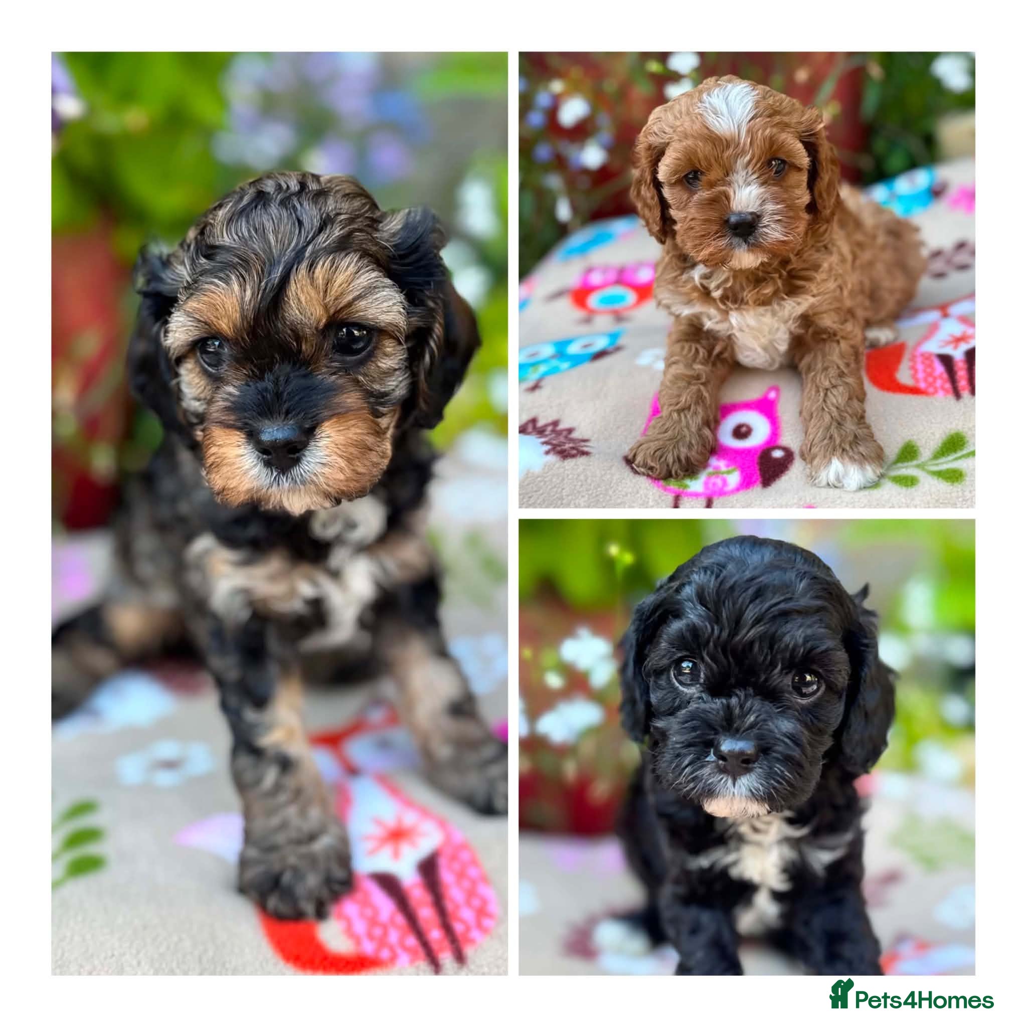 Cavapoo dogs Quality true mini Cavapoo pups DNA tested parents. - Advert 1