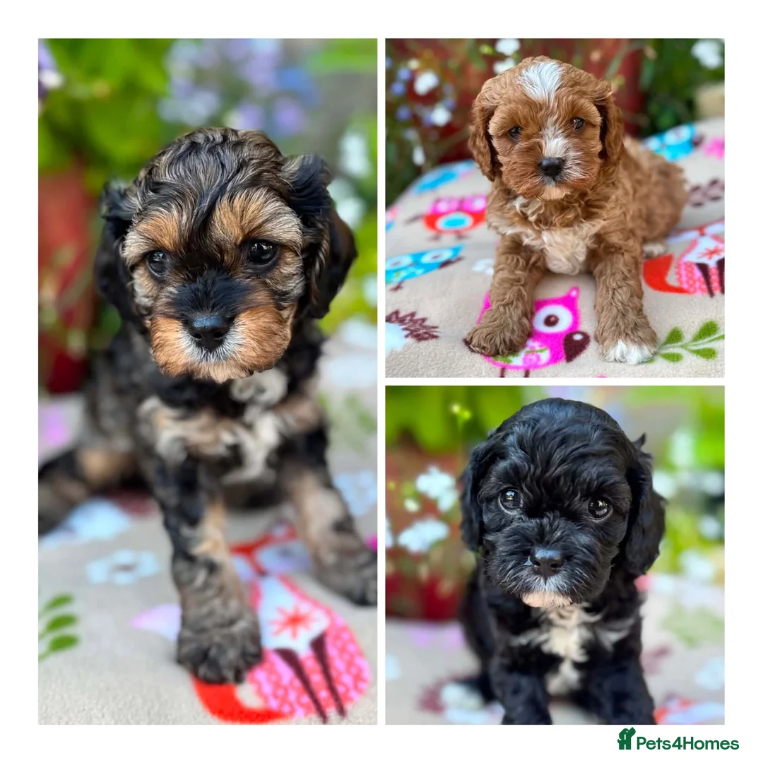 Cavapoo dogs for sale: Quality true mini Cavapoo pups DNA tested parents. - Advert 1