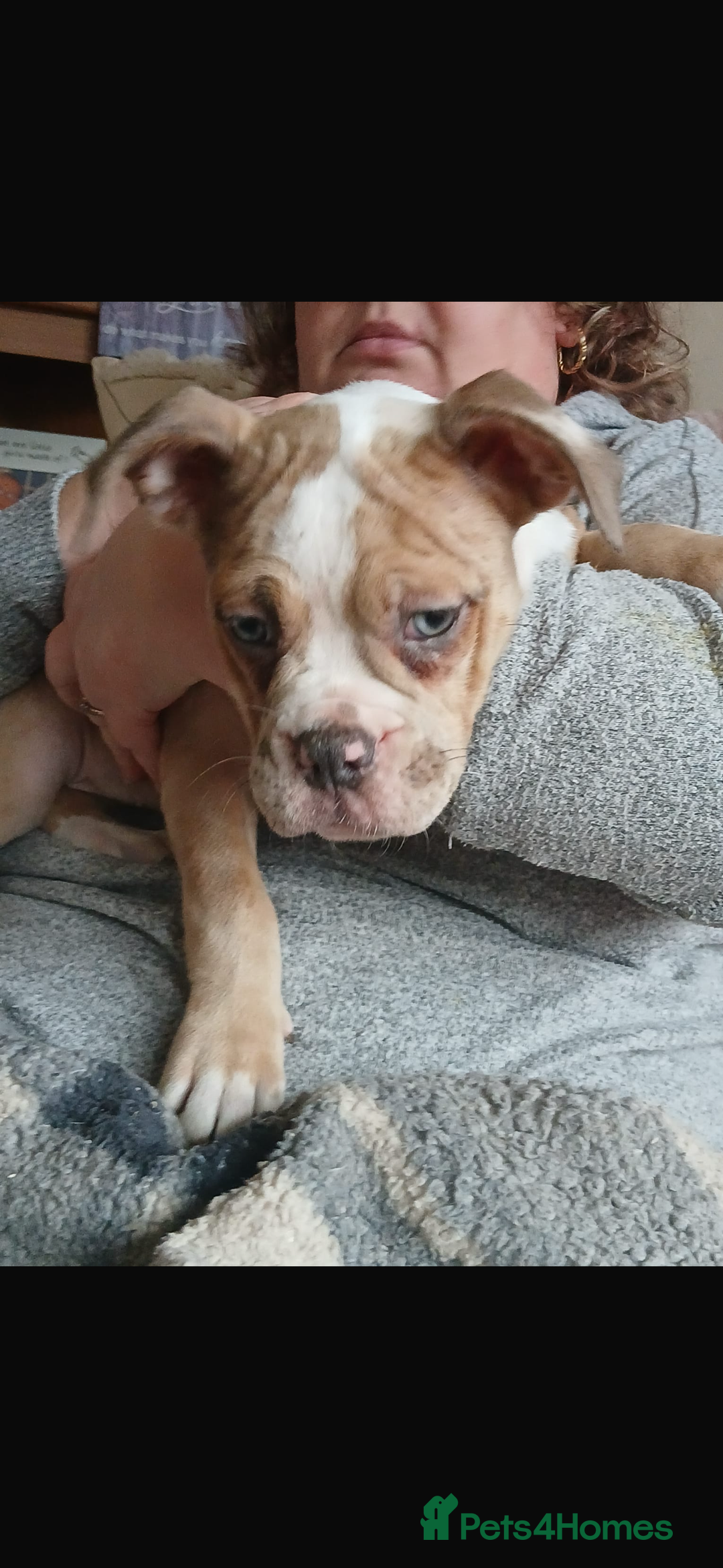 Old Tyme Bulldog dogs for sale: Old Tyme bulldog puppies - Advert 2