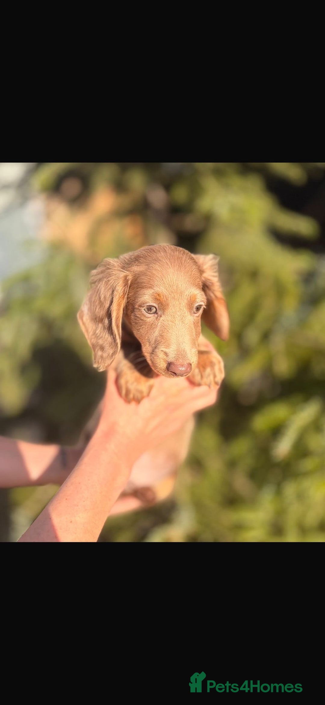 Miniature Dachshund dogs for sale: Miniature dachshund puppies  - Advert 4
