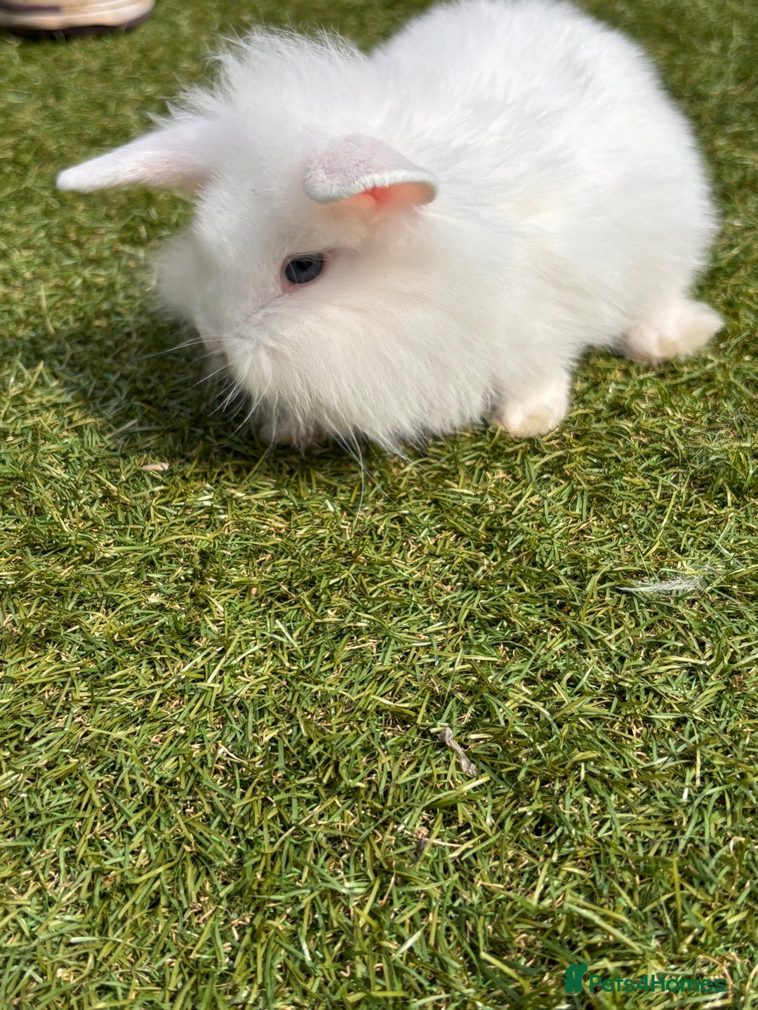 Lionhead rabbits for sale: Lionhead x lowered baby rabbits  - Image 10