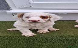 Cocker Spaniel dogs for sale: Stunning Cocker spaniel puppy's  - Image 8