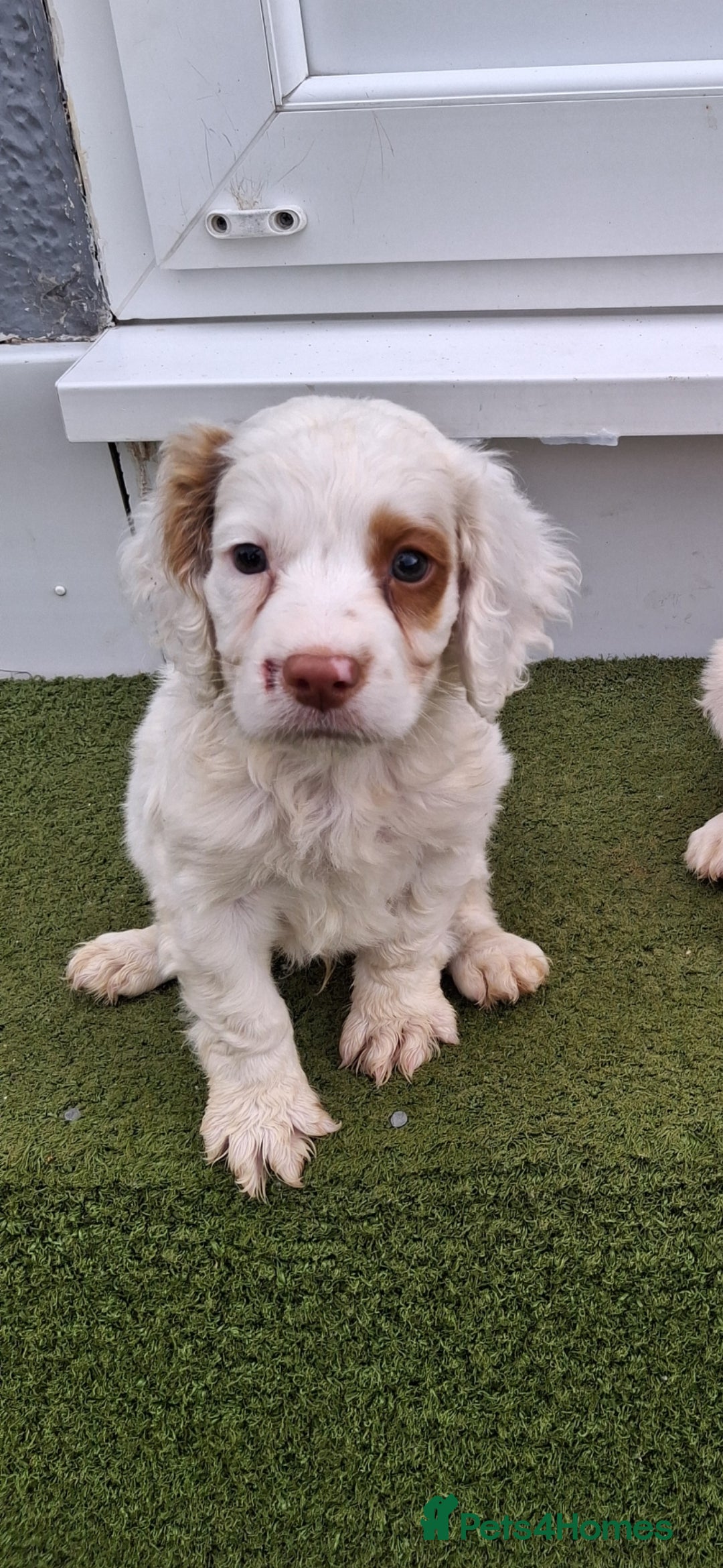 Cocker Spaniel dogs for sale: Stunning Cocker spaniel puppy's  - Image 8