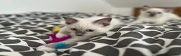 Ragdoll cats for sale: Last Blue Ragdoll kitten friendly health tested - Advert 19