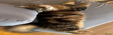Siberian