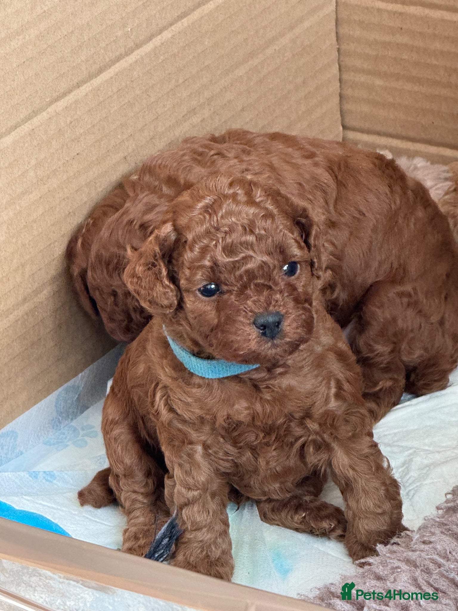 Toy Poodle dogs for sale: Asian Poodle Puppies WAITING LIST OPEN - Advert 17