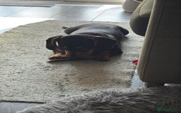 Mixed Breed dogs for sale: Miniature Dashund x  - Image 2