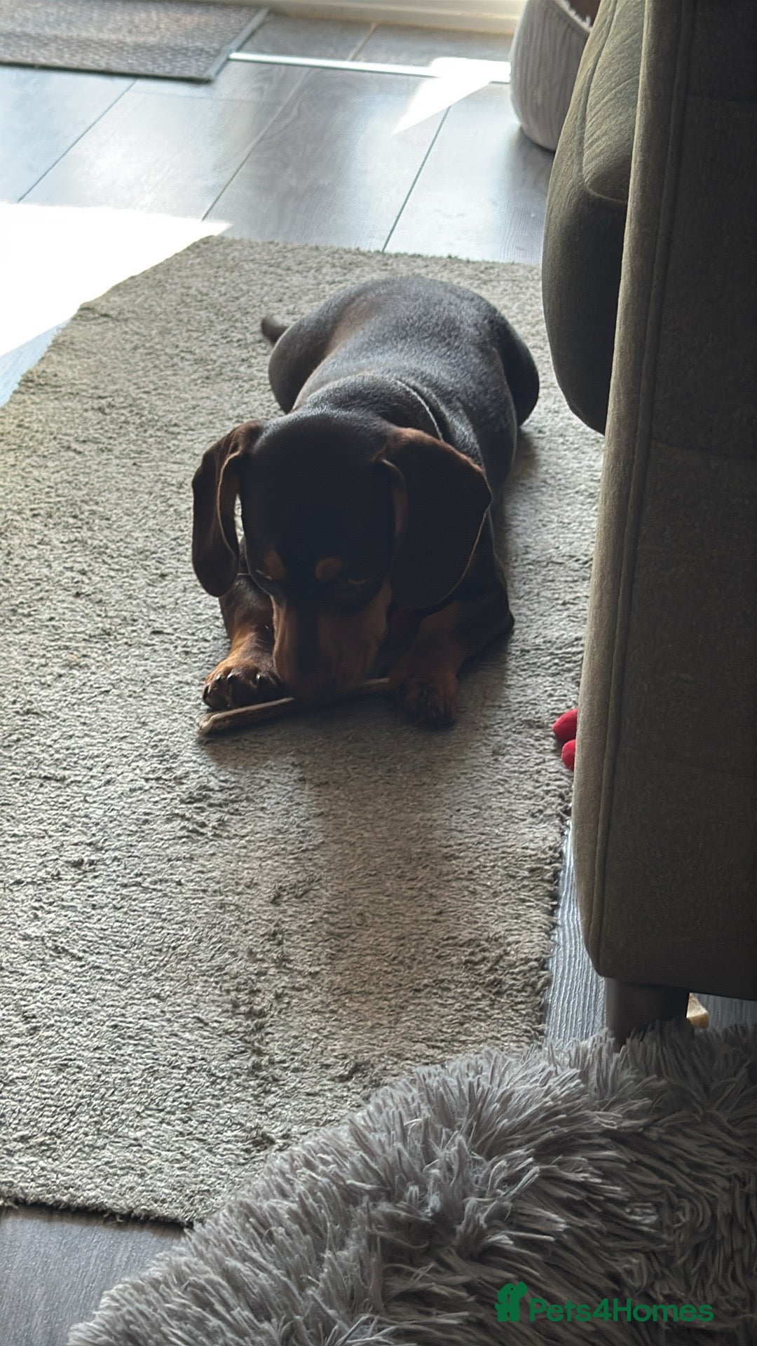 Mixed Breed dogs for sale: Miniature Dashund x  - Image 2