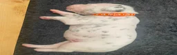 Dalmatian dogs for sale: Exceptional KC Liver Spotted Dalmatian Puppies in Worcester - Advert 6