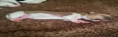 Jack Russell 1