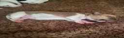 Jack Russell dogs for sale: Wonderful array of JRT pups - Advert 7